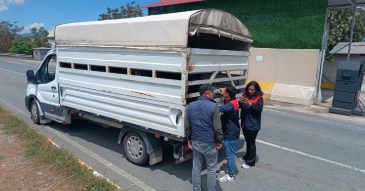 Elazığ’da Kurban Bayramı öncesi hayvan sevklerine sıkı denetim