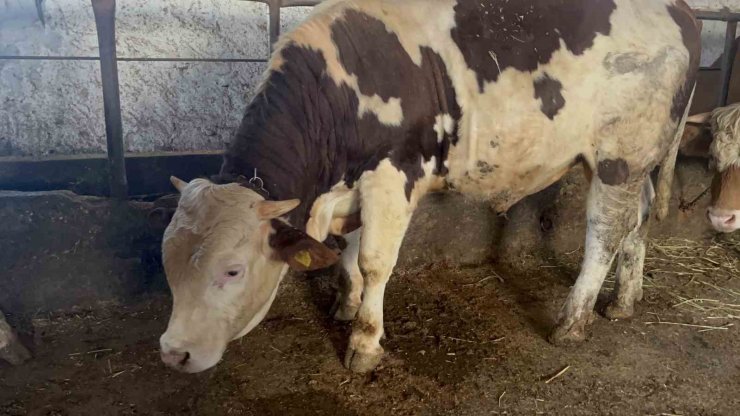 Kars’ta 600 kiloluk boğa görenlerin ilgisini çekiyor