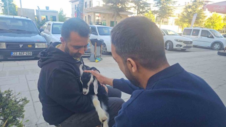 Elazığ’da ’Zeytin’ isimli oğlak, mahallenin maskotu haline geldi