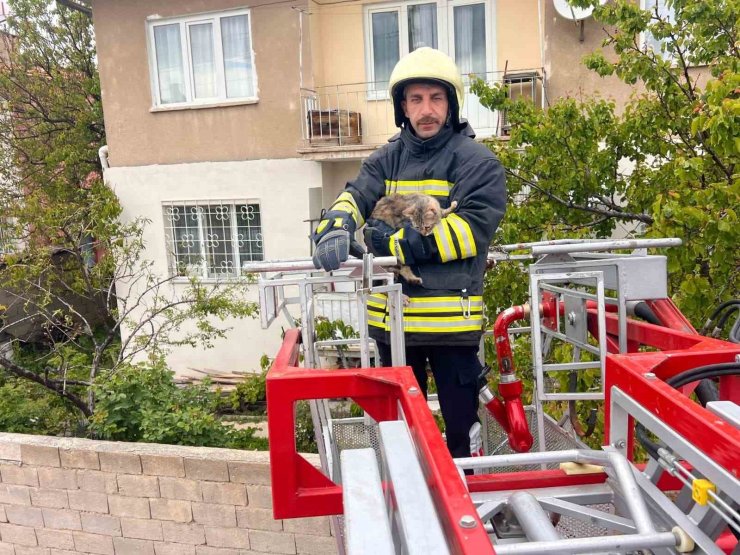 Erzincan’da çatıda mahsur kalan kedi itfaiye ekiplerince kurtarıldı