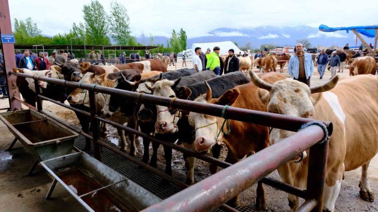 Erzincan’da hayvan pazarı hareketlendi: Sıkı pazarlıklar başladı
