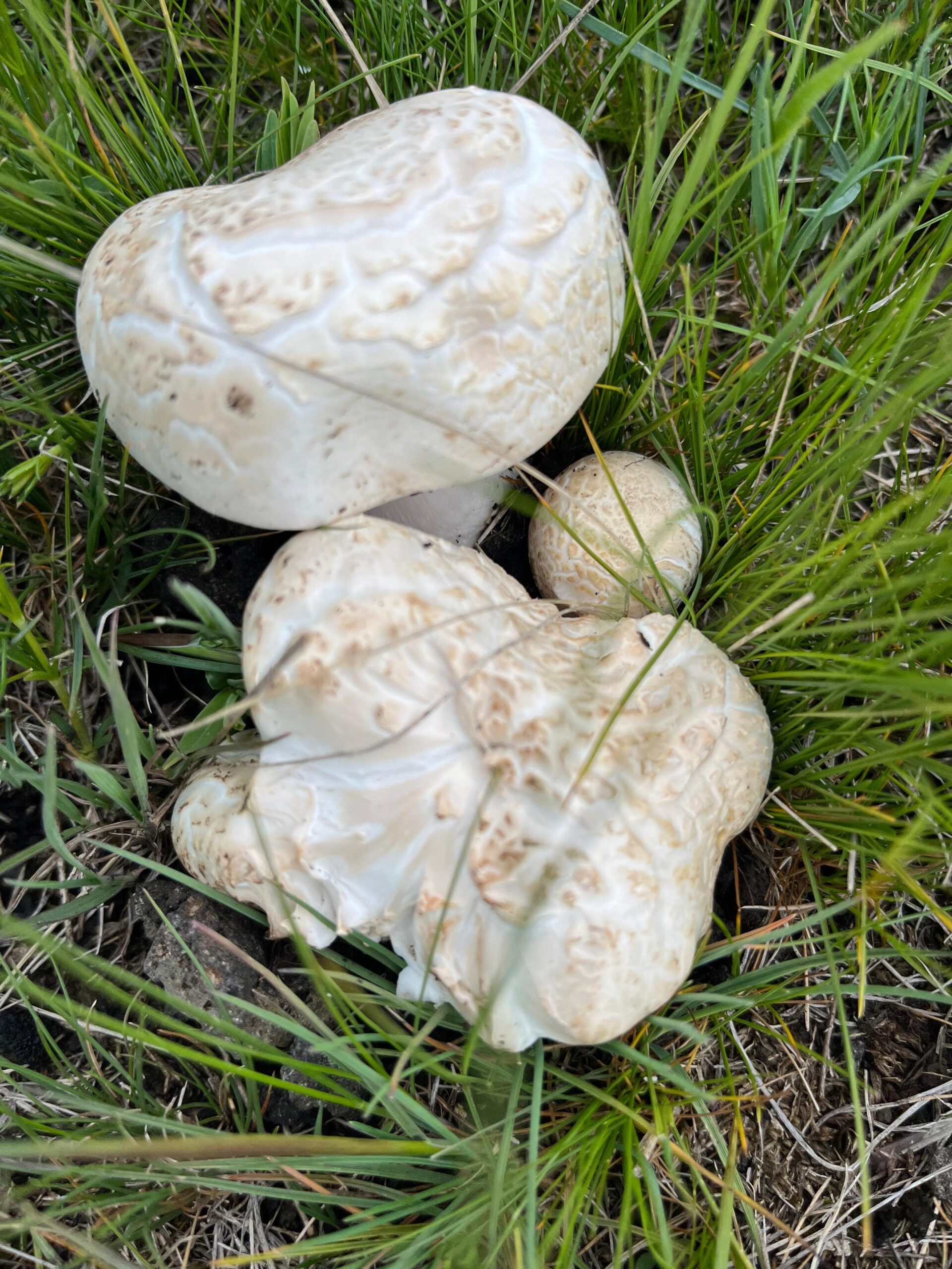 karsta-mantar-sezonu-acildi-1.jpg
