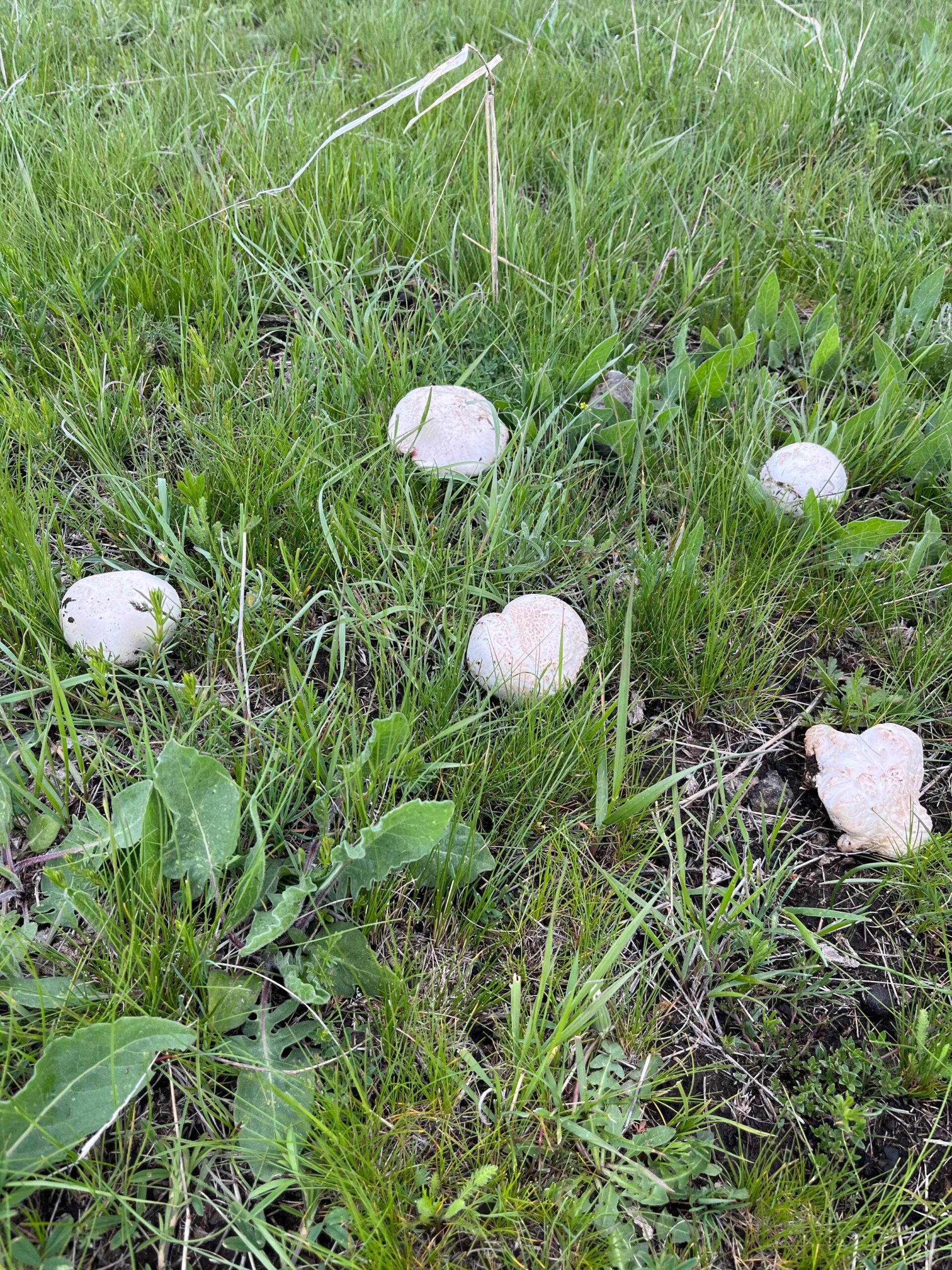 karsta-mantar-sezonu-acildi-3.jpg