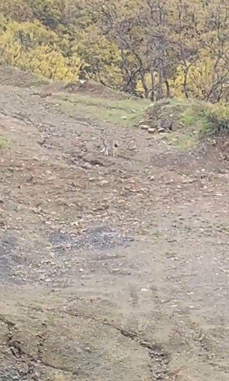 Pülümür’de vaşak görüntülendi