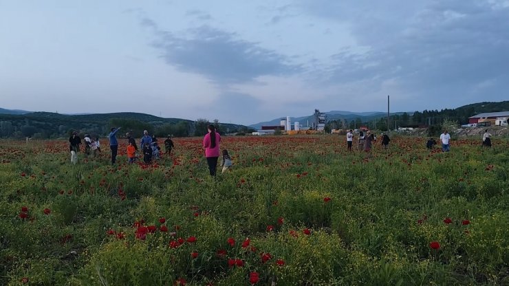 Bingöl’de doğal oluşan gelincik tarlası vatandaşların ilgi odağı oldu