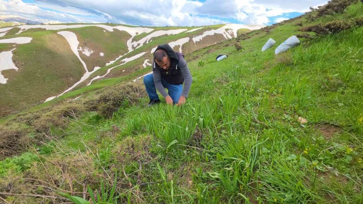 Bitlis yaylalarında çiriş otu mesaisi devam ediyor