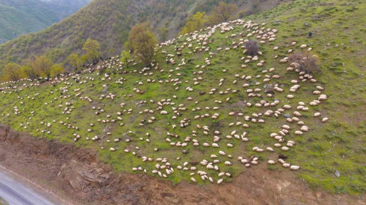 Muşlu besicilerin yaylalara yolculuğu başladı