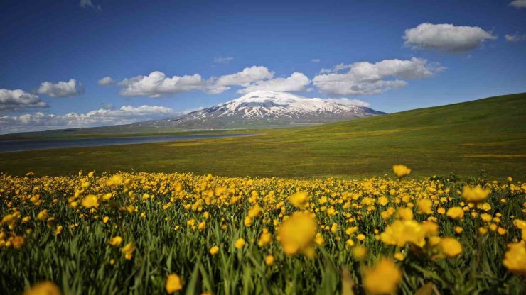 Sütey Yaylası sarı düğün çiçekleriyle renklendi