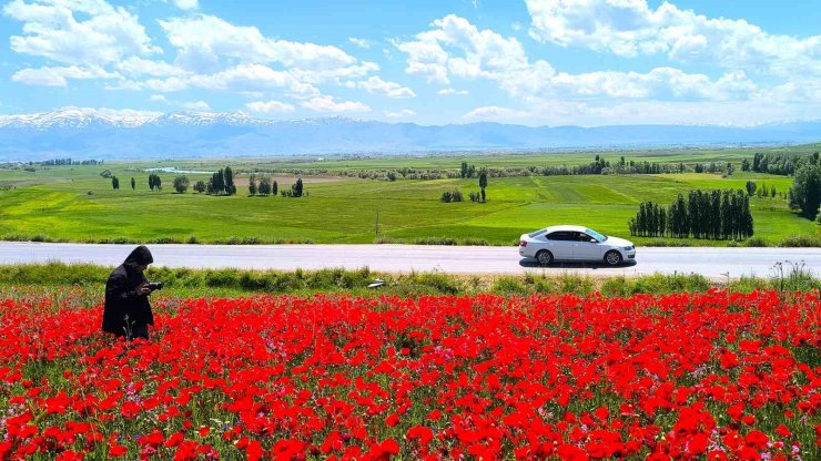 Muş’taki doğal gelincik tarlası vatandaşların ilgi odağı oldu