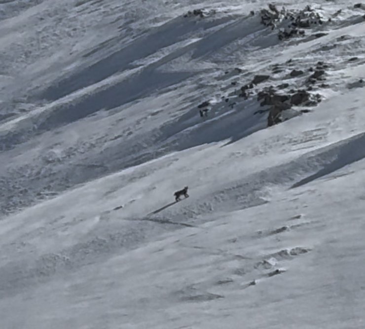 Bitlis’te nesli tehlike altında olan vaşak görüntülendi