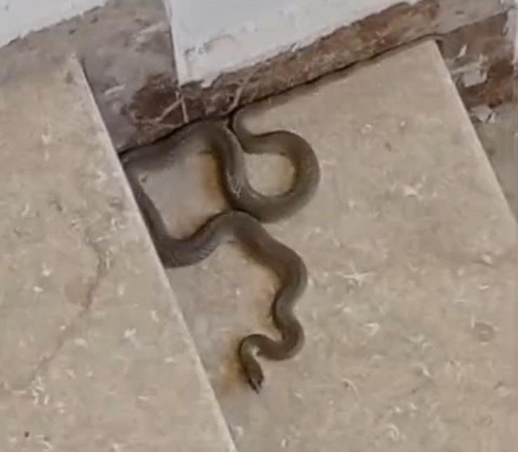 Apartmana giren yılan paniğe neden oldu
