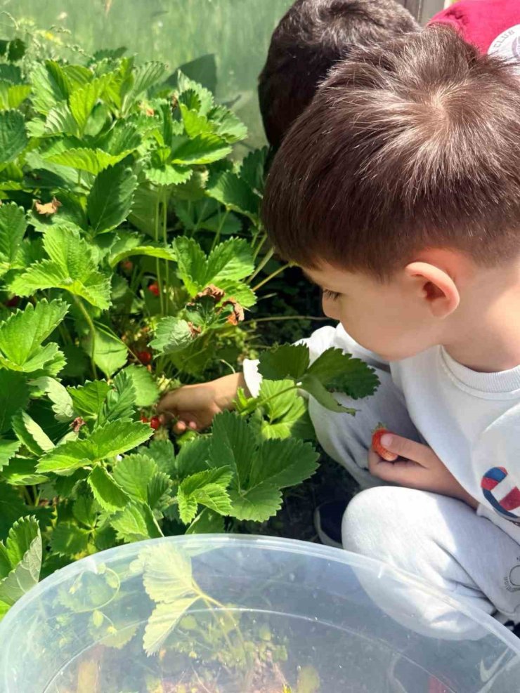 Çıldır Anaokulu öğrencileri çilek hasadında buluştu