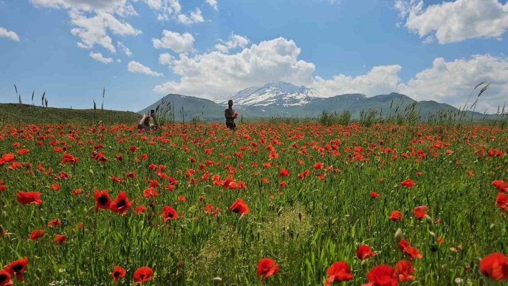 Bitlis’in Adilcevaz ilçesinde gelincik ve karın büyüleyici buluşması