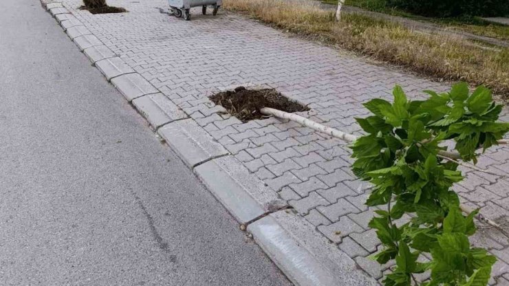 Patnos’ta ağaçlara zarar veren şüpheli yakalandı
