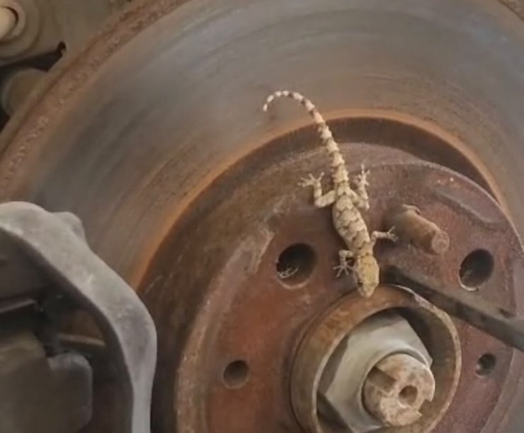 Balata değişimi sırasında tekerlekten çıkan kertenkele şaşırttı