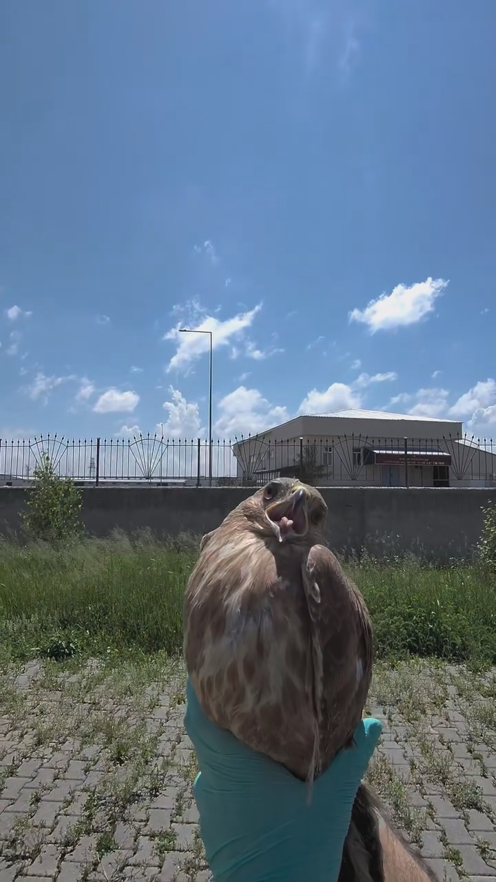 bugun-ozgurlugune-yolculadigimiz-hastamiz-06-05-2026-tarihinde-arac-carpmasi-sonucu-duyarli-vata-mp4-snapshot-00-03-943.jpg