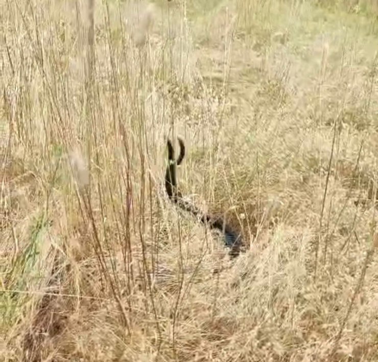 Elazığ’da iki yılanın dansı görüntülendi