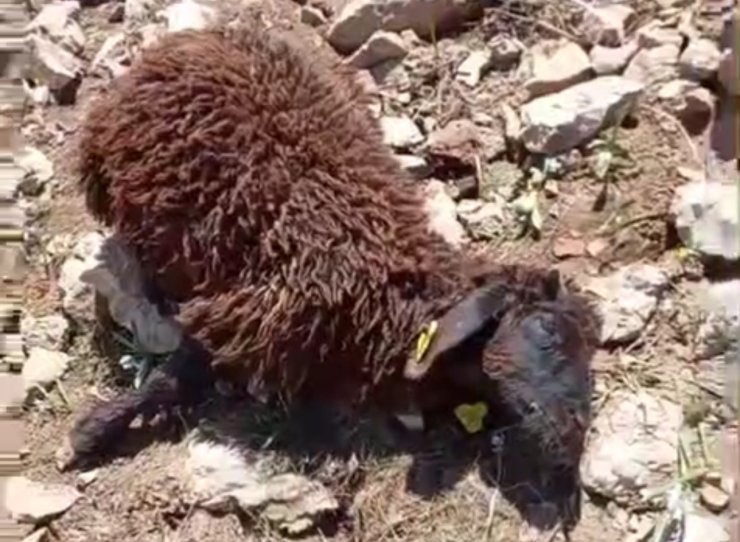 Yüksekova’da kurdun saldırdığı sürüdeki 50 koyun telef oldu