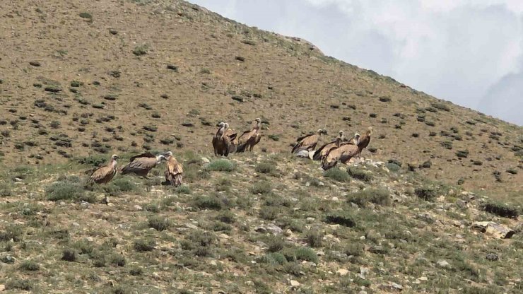 Van’da sürü halinde görülen kızıl akbabalar doğaseverleri heyecanlandırdı