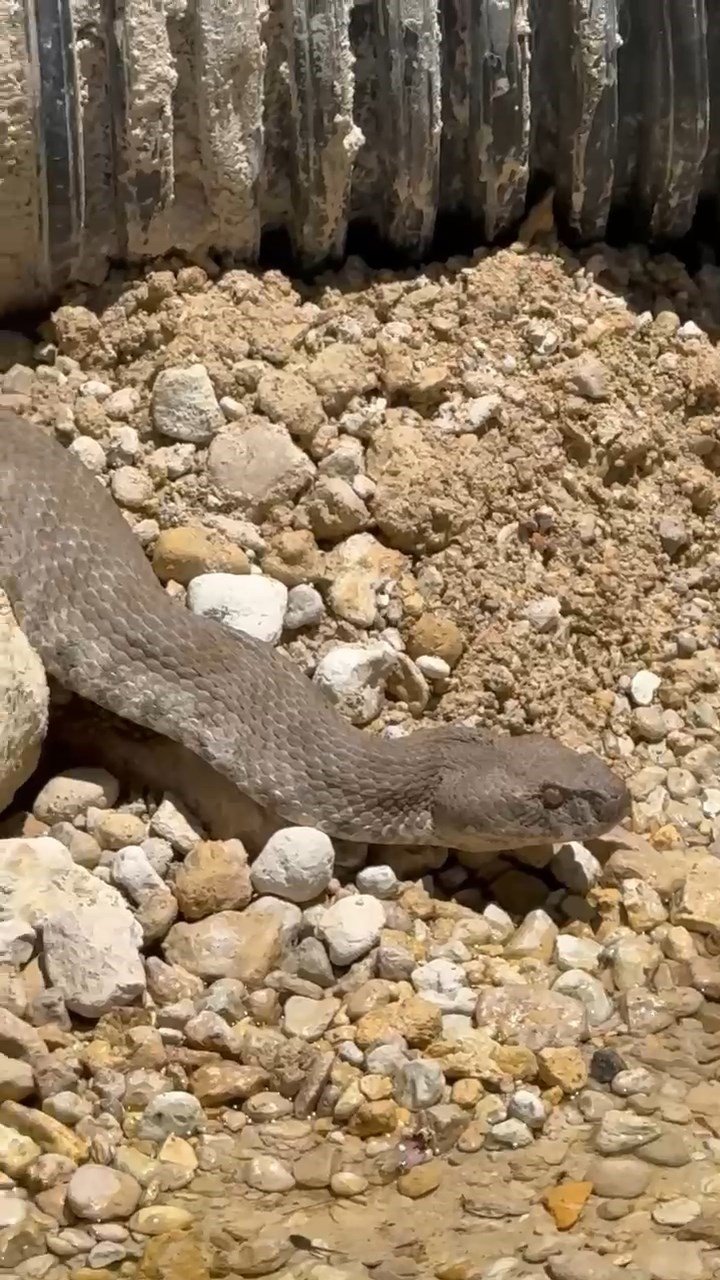 Tunceli’de koca engerek yılanı görüntülendi