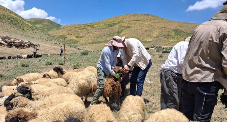 Yüksekova’da hayvanların aşılama ve kimliklendirme çalışmaları sürüyor