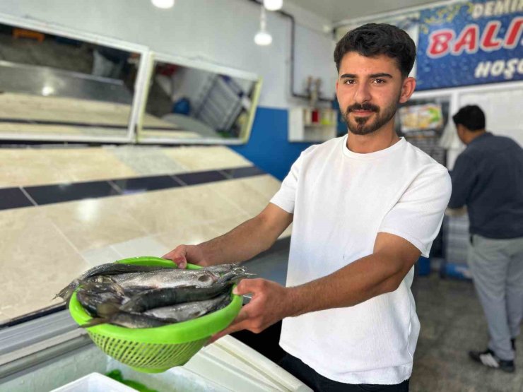 İnci kefali tezgâhlardaki yerini aldı