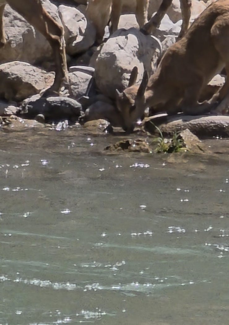 Tunceli’de koruma altındaki dağ keçileri görüntülendi