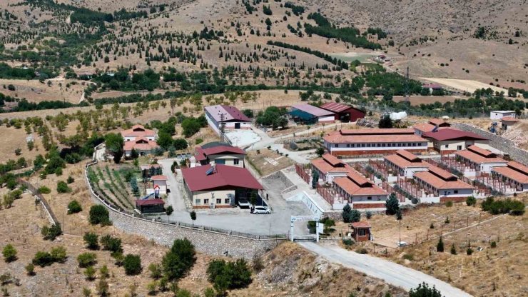 Geçici Hayvan Bakımevi ve Rehabilitasyon Merkezi’nde 15 bin sokak hayvanı tedavi edildi