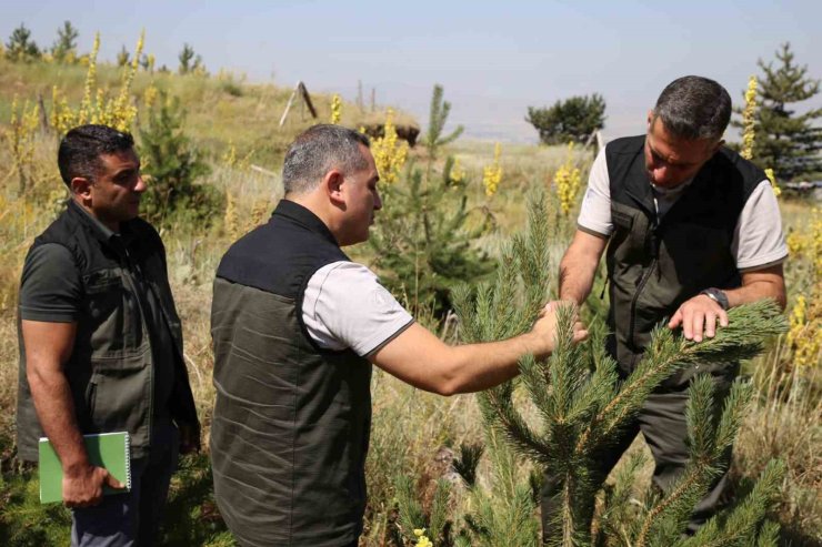 Palandöken ve Konaklı’daki ağaçlandırma sahaları incelendi