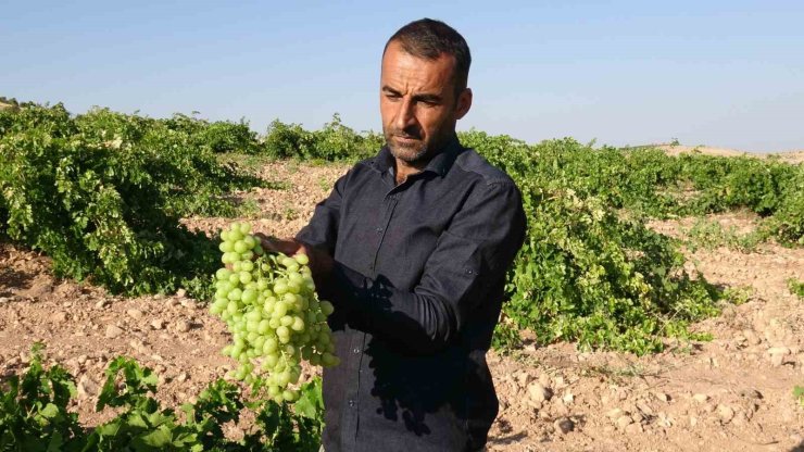 Anadolu’nun Unutulan Lezzeti "tahannebi" üzümü Malatya’da yeniden ekonomiye kazandırılıyor
