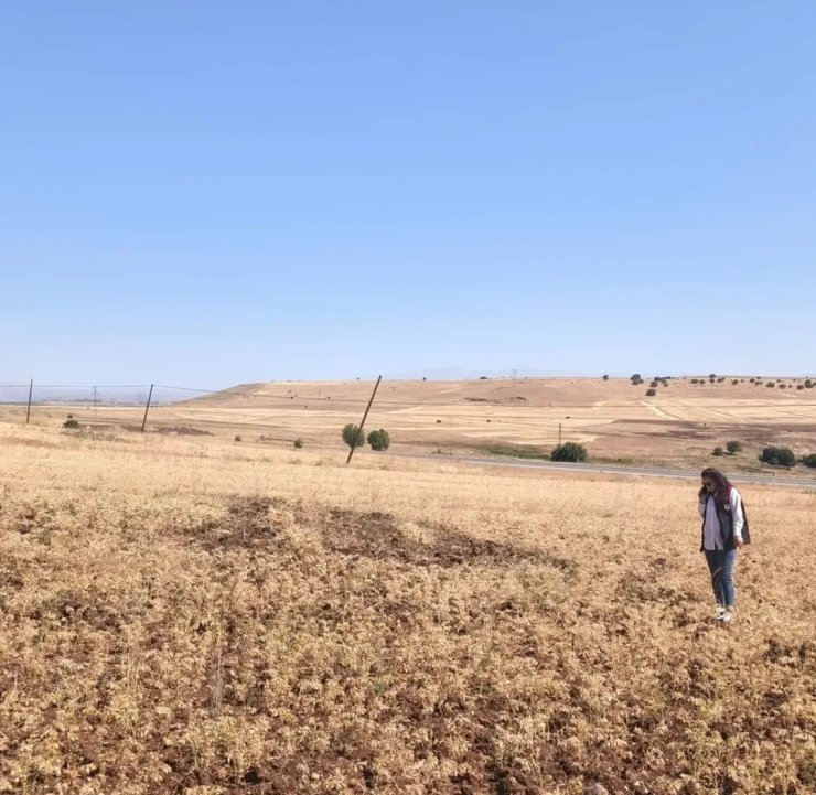Ağın’da tüylü nohut hasadı devam ediyor