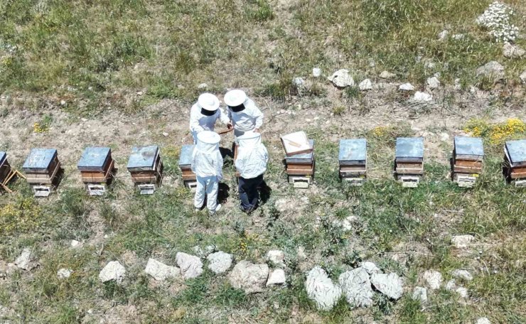 Erzincan’da kovanlar bal doldu, arıcılar hasadı bekliyor