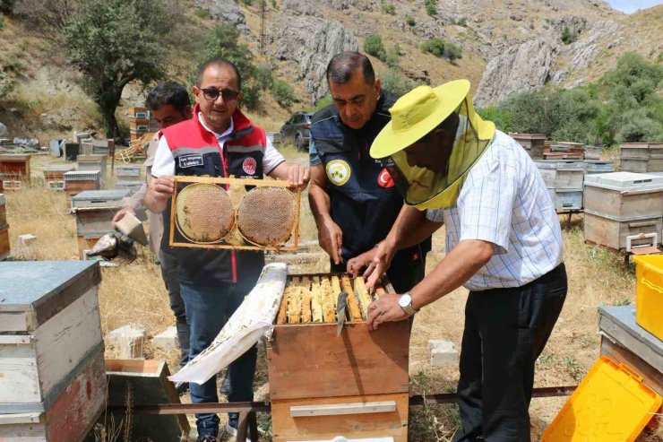 Erzincan’da bal hasadı başladı: Bin 500 ton rekolte bekleniyor