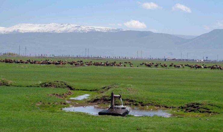 1933’te Danimarka gözünü Erzurum ve Kars’a çevirdi: Hedefleri süt üretimi yapmaktı