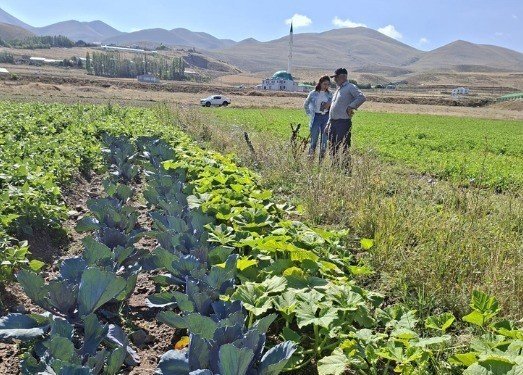 Erzurum’da kadın çiftçilerin kırmızılahana ve kereviz fidelerine sıkı takip