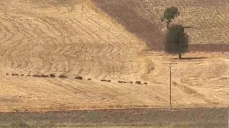 Tunceli’de domuz sürüsü görüntülendi