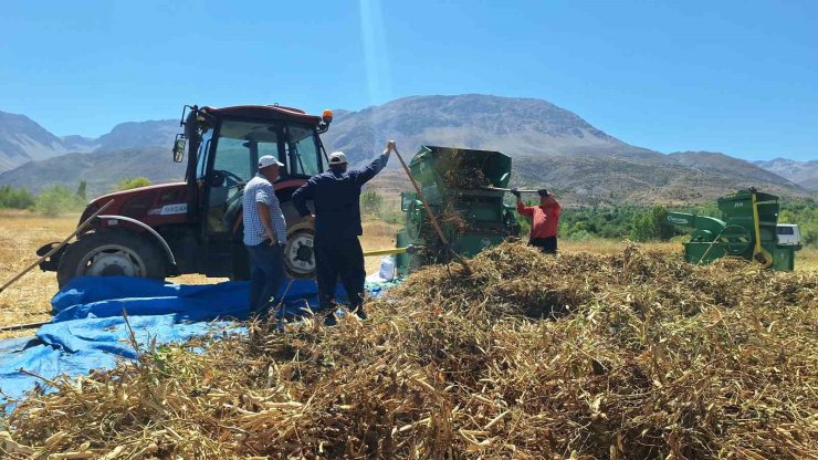 Erzincan’da fasulye hasadı başladı