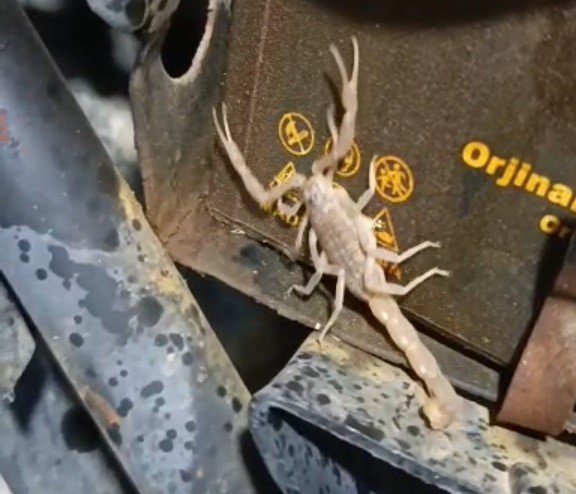 Motosikletin motorundan akrep çıktı