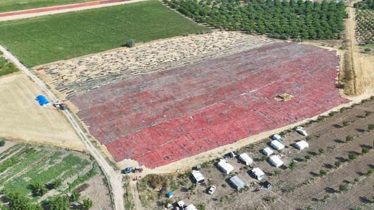 Malatya’da tarlalar kırmızıya boyandı