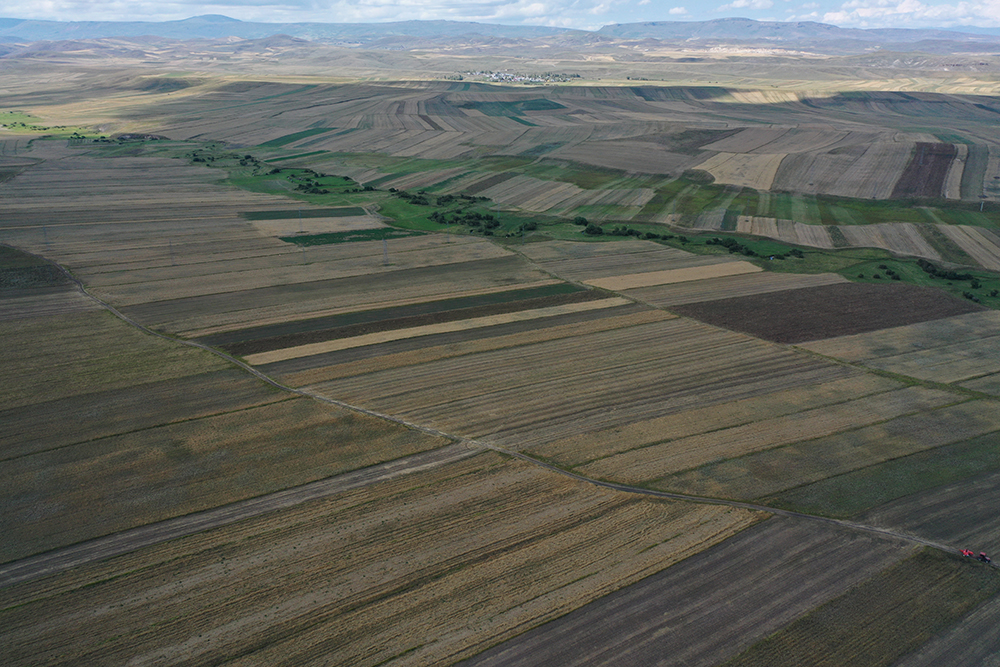 karsin-tarlalari-dev-bir-haliyi-andiriyor-3.jpg