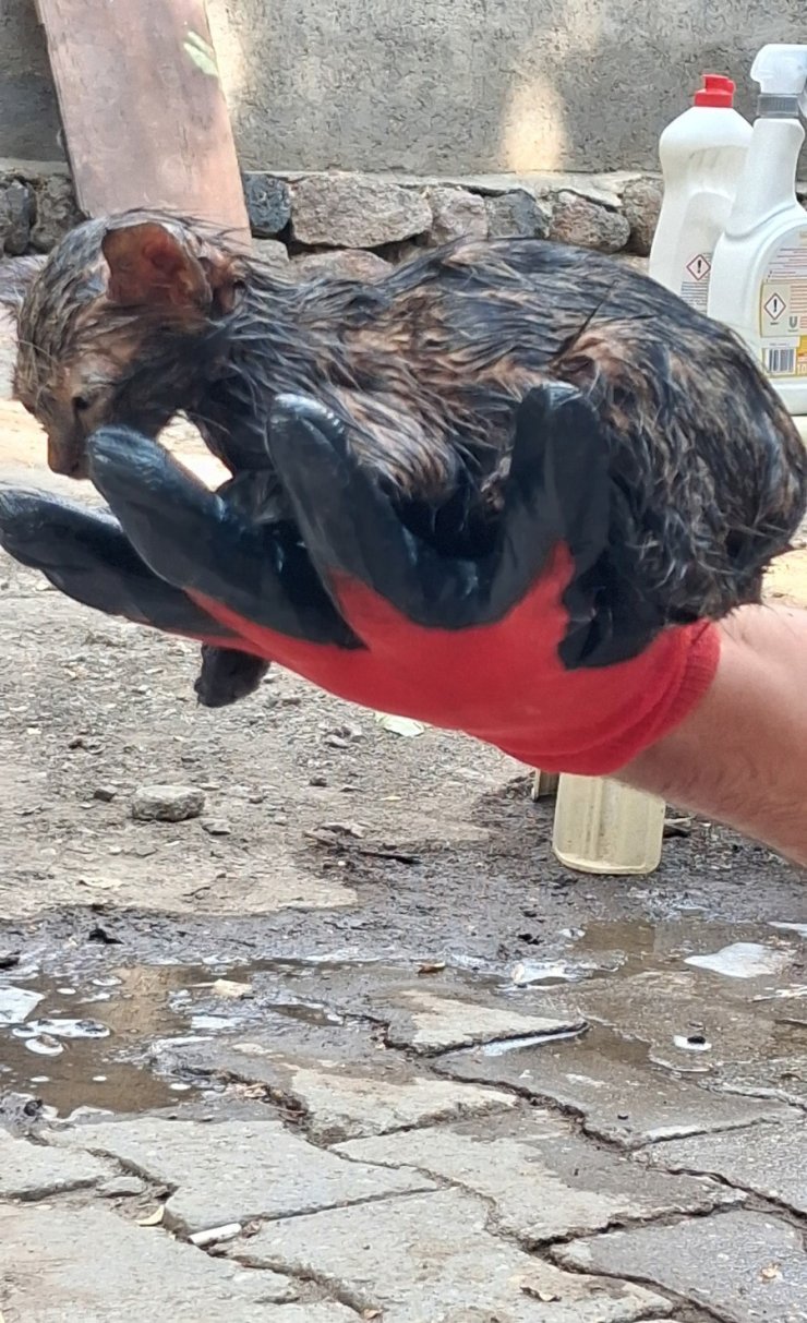 Ağrı’da ziftin içine giren yavru kedi ölümden döndü