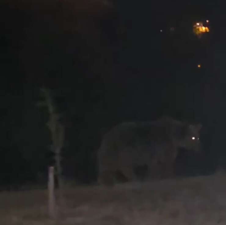 Tunceli’de ayılar ilçe merkezinde yiyecek ararken görüntülendi