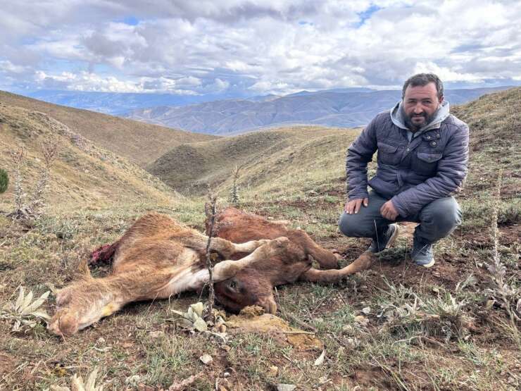 Erzincan’da ayı saldırısında 2 buzağı telef oldu