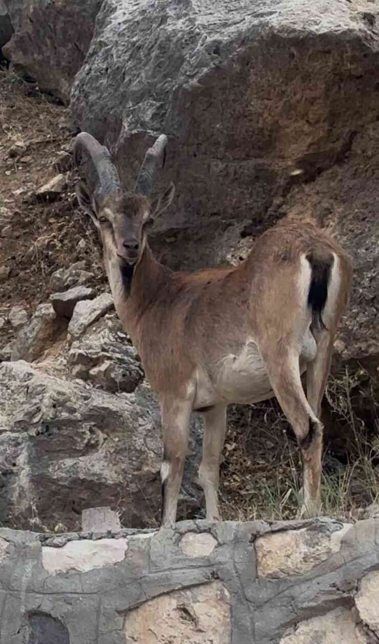 Keban’da dağ keçileri görüntülendi