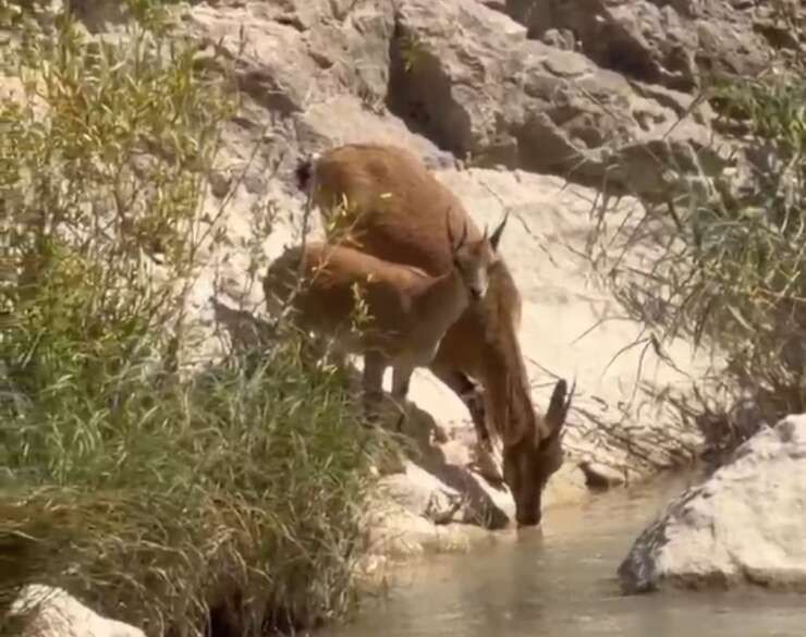 Malatya’daki Tohma Çayı’nda yaban keçileri görüntülendi