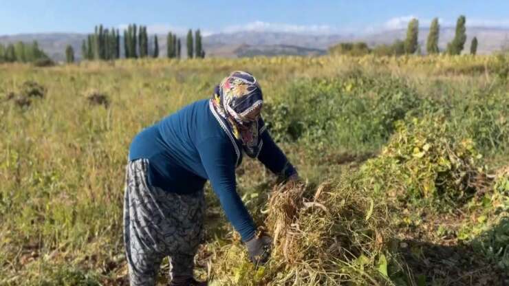Erzincan’da kuru fasulyenin hasadına başlandı