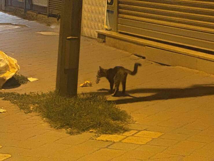 Iğdır’da kedinin fareyle 20 dakikalık oyunu kamerada