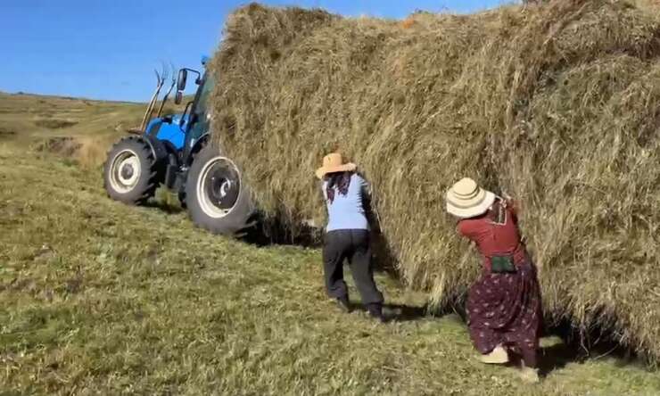 Ardahan’da kışlık yem telaşı: Çiftçiler zorlu şartlara rağmen hasada devam ediyor
