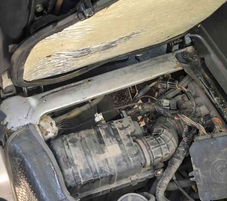 Erzincan’da araç motorunda mahsur kalan yavru kedi kurtarıldı