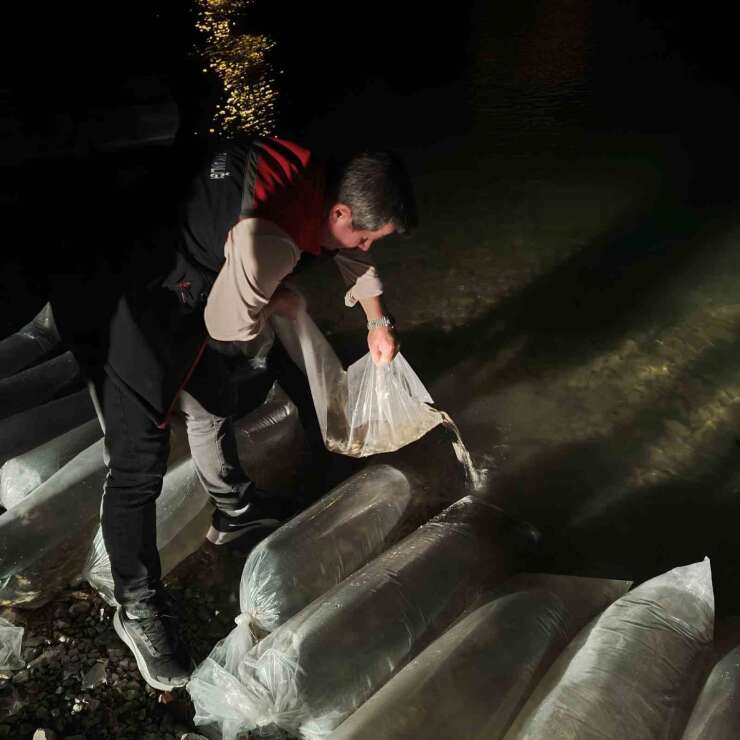 Erzurum’da iç sulara büyük dokunuş: 340 bin yavru sazan suyla buluştu